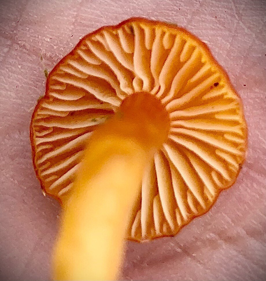 Fungi growing in Arran&rsquo;s temperate rainforest